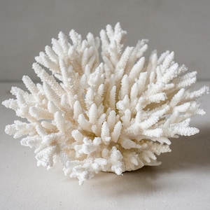 Puede incluir: Un espécimen de coral blanco con una estructura ramificada compleja. El coral tiene una superficie texturizada y una forma redondeada, con numerosas proyecciones pequeñas y puntiagudas. La apariencia general es delicada e intrincada, lo que sugiere un tema marino natural.