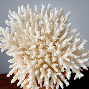 Puede incluir: Primer plano de una disposición de coral blanco. El coral tiene una estructura ramificada compleja con numerosas protuberancias pequeñas y texturizadas. La forma general es redondeada y densa, con una estética natural y orgánica.