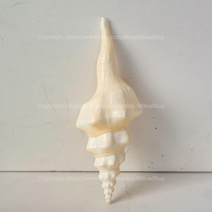 Puede incluir: Una concha marina grande, de color crema, con forma de espiral y una punta larga y puntiaguda. La concha tiene una superficie texturizada y es probablemente un artículo decorativo o un espécimen natural. La forma general es alargada y elegante.