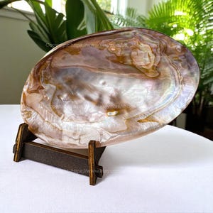 Simple Dish Collectible Dish Shell Dish Pink Shell Dish, Versatile for Caviar, Soap, Candy Home Decor Jewelry Tray Catchall Shell Dish