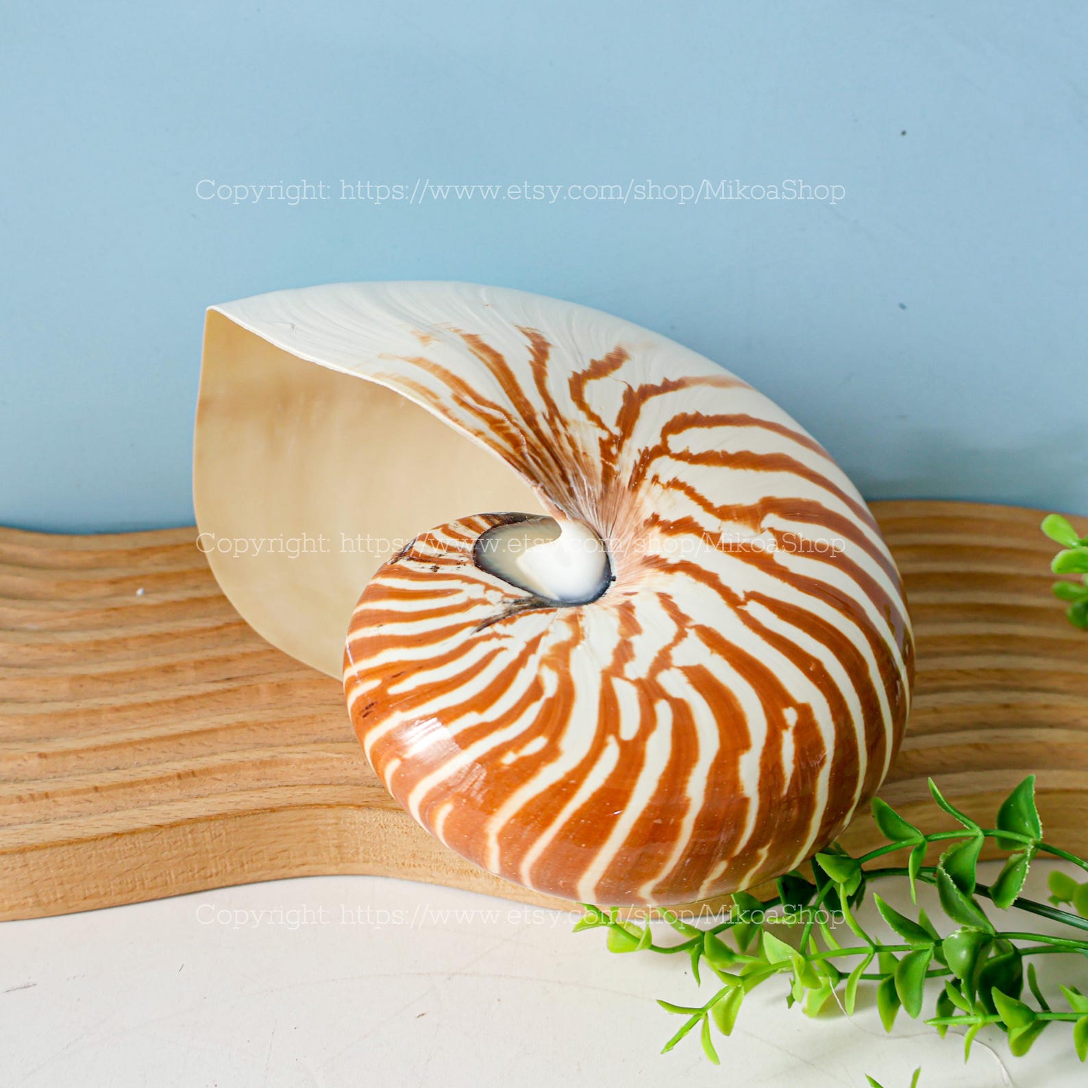 RARE Chambered Nautilus Seashell Collection Conus Sea Shell Ocean ...