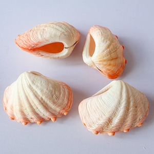Tridacna Seashell Collection Conus Sea Shell RARE Tridacna Elongata Bicolor Shell Treasure of the Ocean