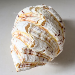 Op de afbeelding: Een grote, getextureerde zeeschelp met een gelaagde, gerimpelde uitstraling. De schelp is voornamelijk wit met bruine en gele accenten, en een paar kleine bruine vlekken. Het oppervlak van de schelp heeft een natuurlijke, organische textuur.