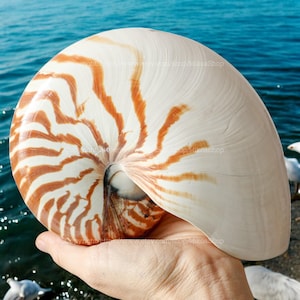 RARE Chambered Nautilus Seashell Collection Conus Sea Shell Ocean Vortex Giant Seashell Treasure of the Ocean Conch Shell Natural Sea Snail