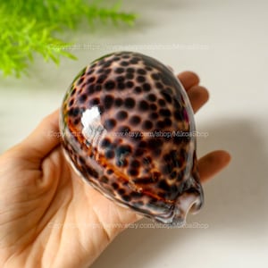 Könnte beinhalten: Eine große, braune und schwarze Muschel mit einem gepunkteten Muster. Die Muschel ist glatt und glänzend.