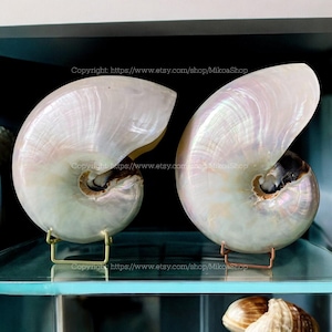 Op de afbeelding: Twee iriserende witte nautilus schelpen op gouden en koperen standaards. De schelpen worden tentoongesteld op een glazen plank.