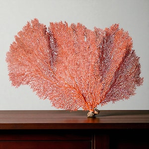 Puede incluir: Un gran abanico de mar de color coral, que muestra intrincadas estructuras ramificadas. El abanico está montado sobre una pequeña base texturizada y descansa sobre una superficie de madera oscura. El fondo es gris claro neutro.