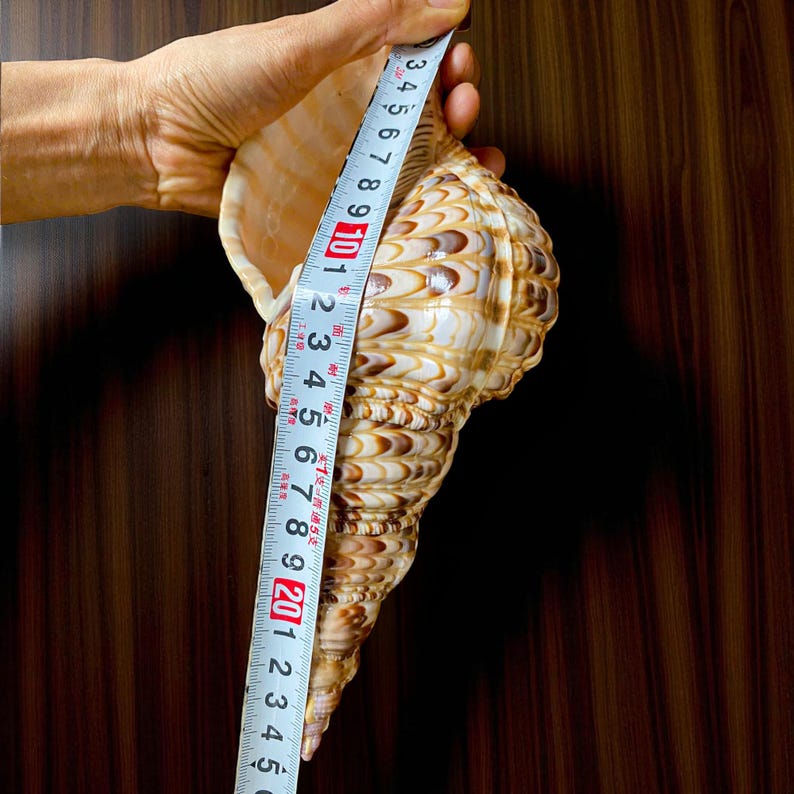 RARE Triton Trumpet Seashell Collection Conus Sea Shell Wealth ...