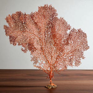 Puede incluir: Una escultura de abanico de mar de color coral con intrincados detalles en forma de ramas. La pieza decorativa está montada sobre una pequeña base texturizada y se apoya sobre una superficie de madera. La delicada estructura del abanico es visible sobre un fondo neutro.