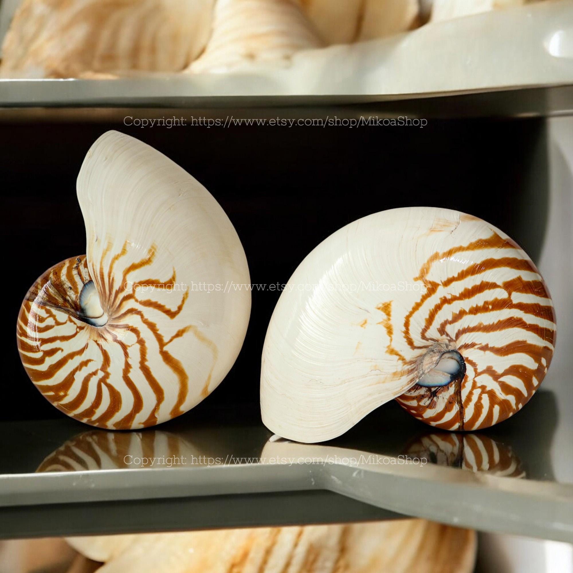Chambered Nautilus Large Seashell Collection RARE Conus Seashell Ocean ...
