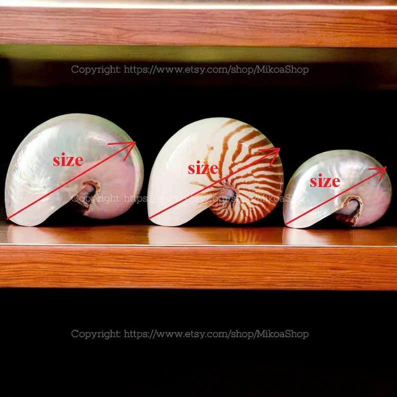 Chambered Nautilus Large Seashell Collection RARE Conus Seashell Ocean ...