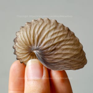 May include: A detailed nautilus shell in shades of brown and tan, featuring textured ridges. The shell is held in a hand, highlighting its intricate spiral design and natural colour variations. The shell has a glossy finish.