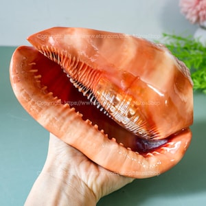 Pode incluir: Uma concha grande e brilhante, de tom laranja, com uma abertura ampla, revelando um interior texturizado. O exterior da concha tem uma aparência lisa e polida. O texto "Copyright https://www.etsy.com/shop/MikoaShop" é visível.