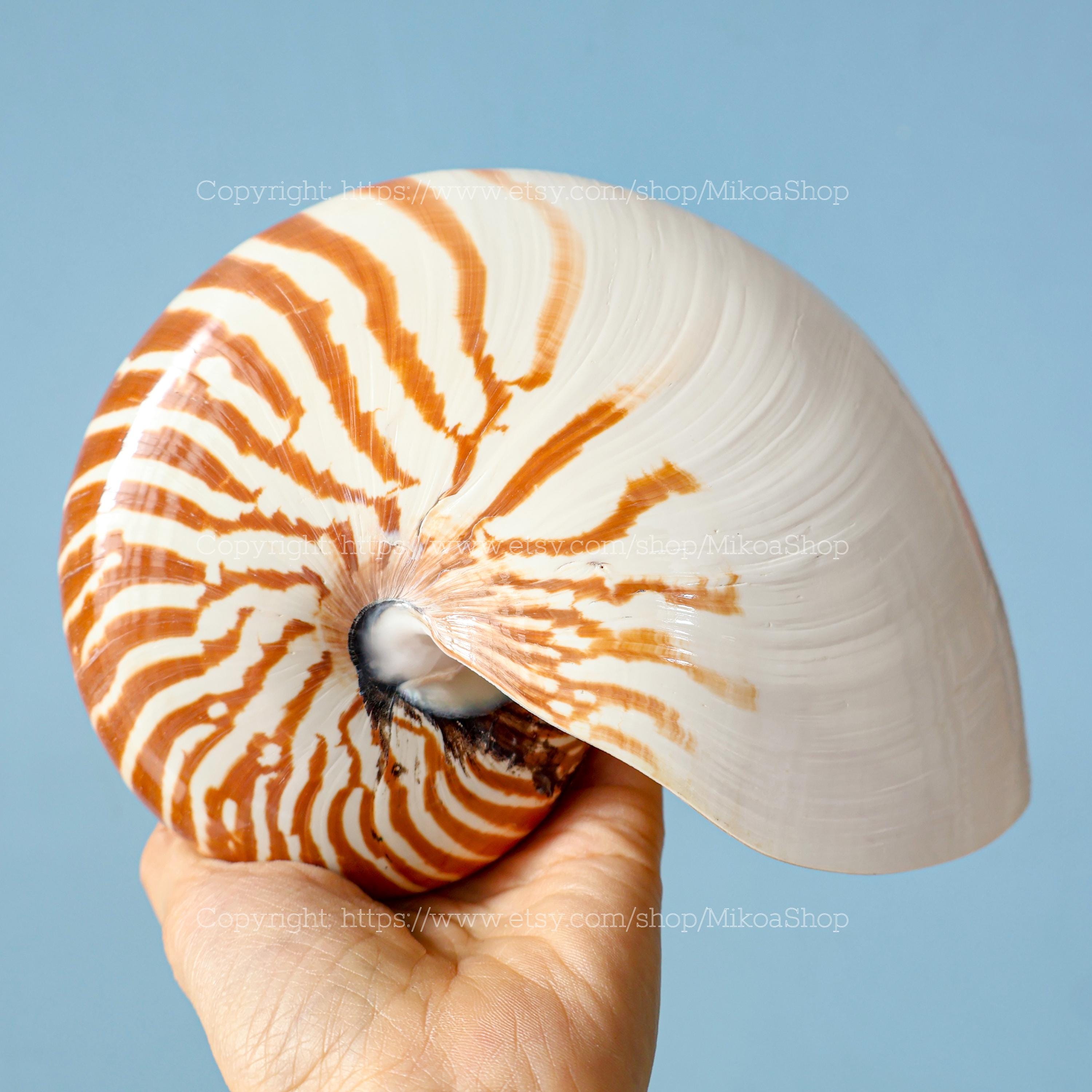 Chambered Nautilus Large Seashell Collection RARE Conus Seashell Ocean ...