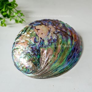May include: A large, iridescent abalone shell with a polished, textured surface. The shell displays a vibrant array of colors, including greens, blues, purples, and golds. The shell's interior has a pearlescent sheen, and the exterior has a ridged texture.