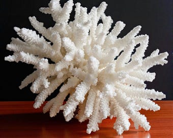 May include: A large, white coral specimen with a complex, branching structure. The coral is a bright, clean white, with a textured surface. The coral is displayed on a wooden surface against a dark background. This decorative piece is ideal for coastal decor.