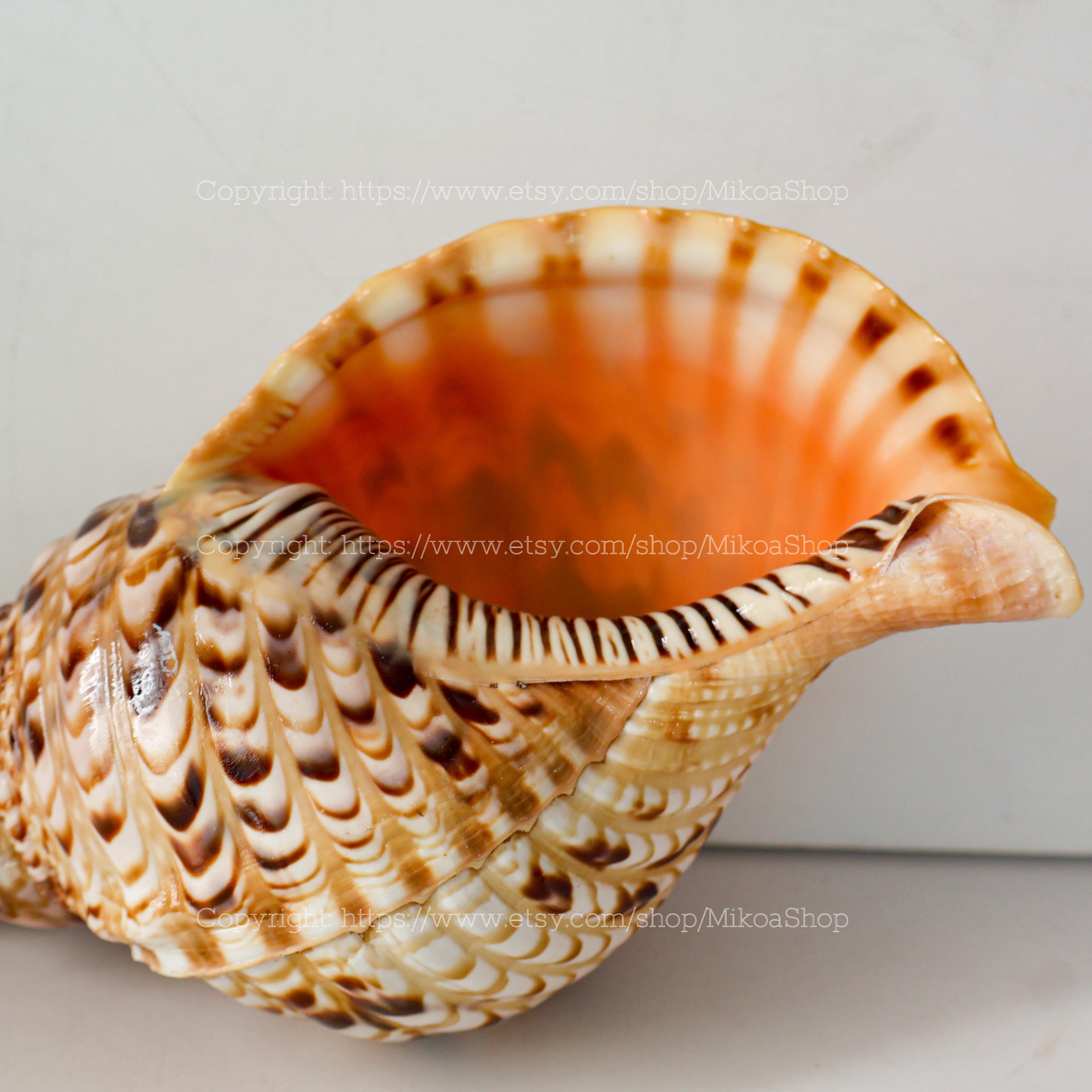 RARE Triton Trumpet Seashell Collection Conus Sea Shell Wealth ...