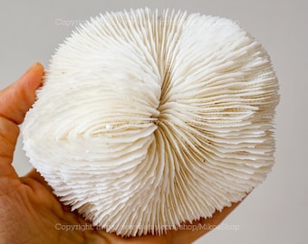 May include: A white, textured coral specimen with a rounded shape. The coral has a layered, fan-like structure with visible ridges and grooves. The natural, organic form is held in a hand, showcasing its size and detail.