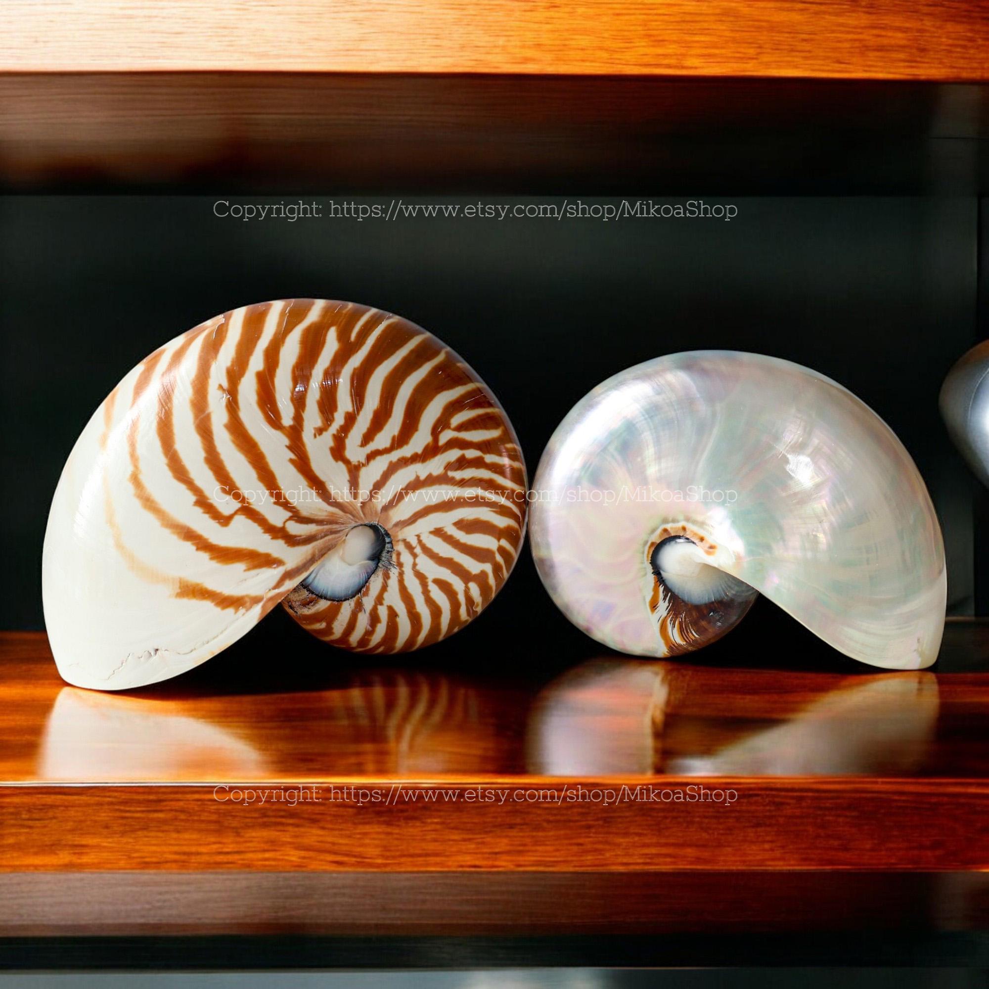 Chambered Nautilus Large Seashell Collection RARE Conus Seashell Ocean ...