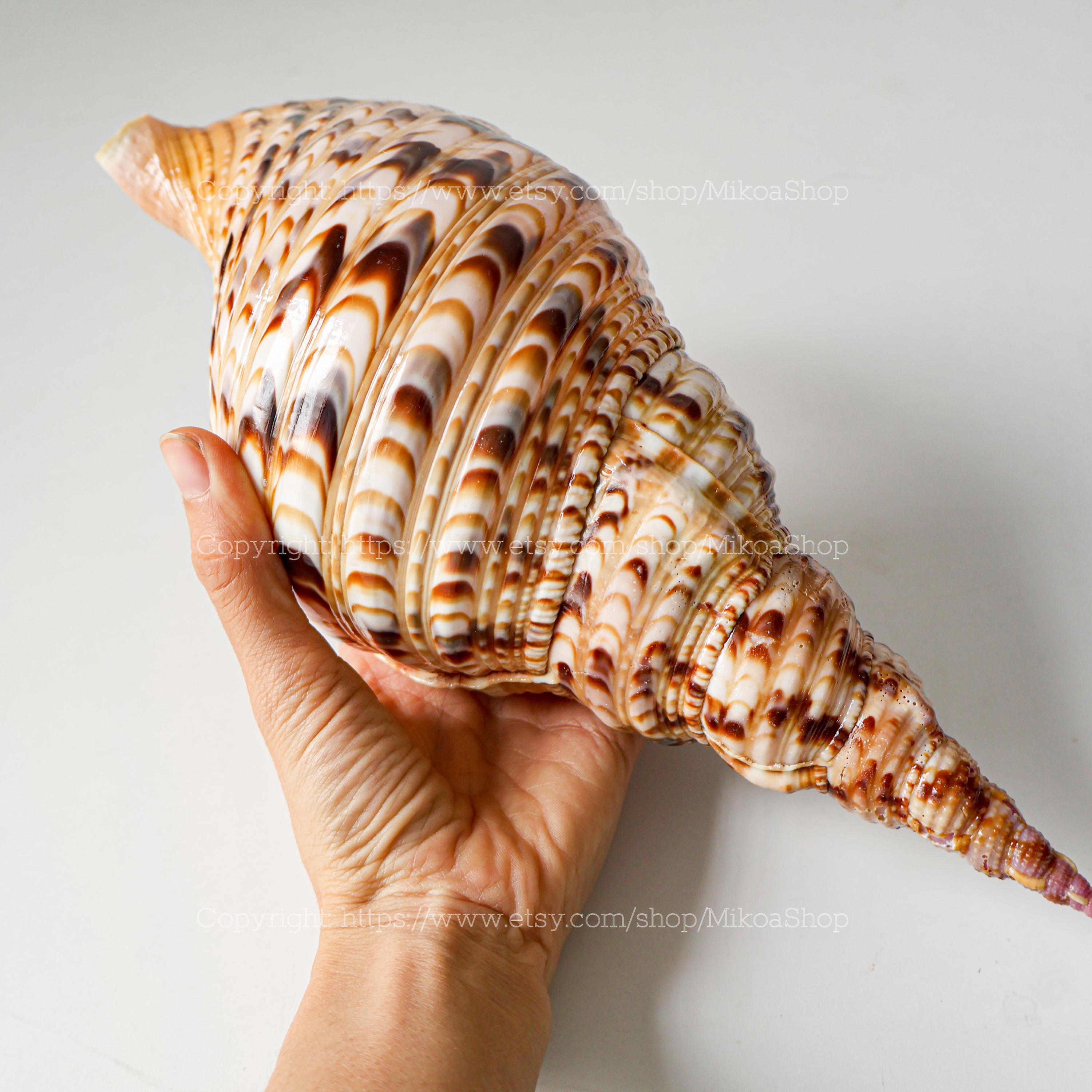 RARE Triton Trumpet Seashell Collection Conus Sea Shell Wealth ...