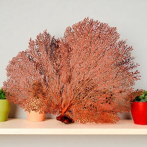 Puede incluir: Un gran abanico decorativo de color coral, hecho de una red de intrincadas estructuras en forma de ramas. El abanico se exhibe en una estantería de madera, con plantas en macetas en el fondo. El color del abanico es un cálido naranja rojizo.
