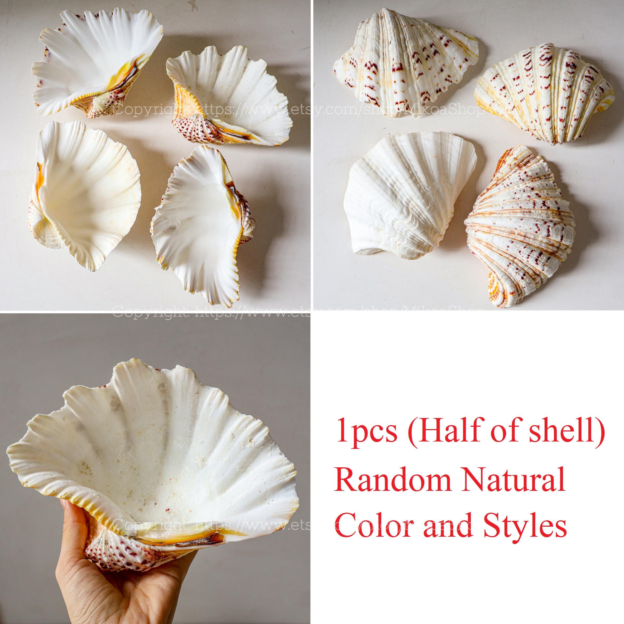 Triexta Ocean Shell Tridacna Gigas Clam Seashell Collection Conus Sea Shell RARE Giant ...