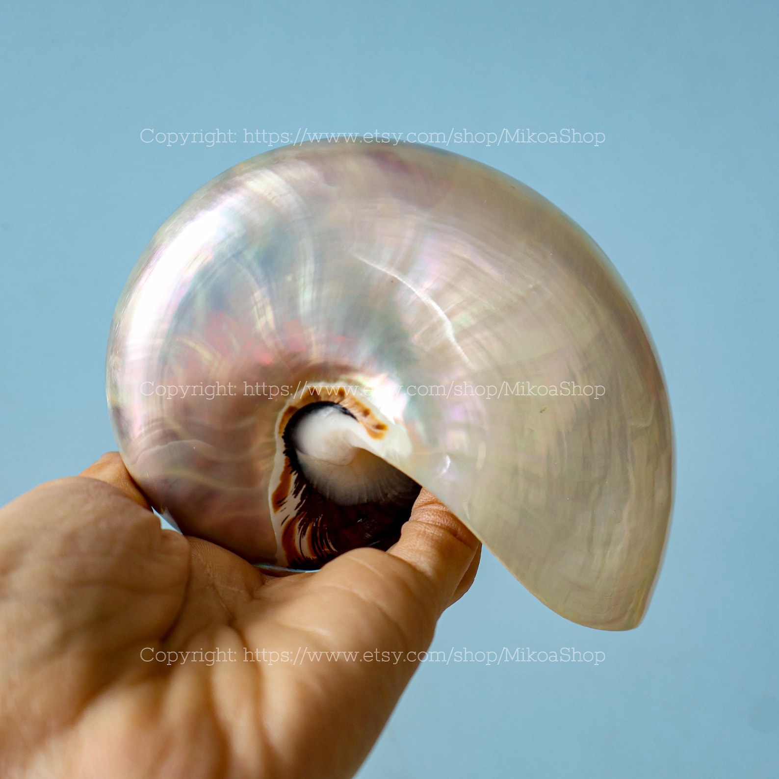 RARE Chambered Nautilus Seashell Collection Conus Sea Shell Ocean ...