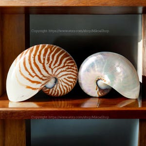 Collezione di conchiglie di grandi dimensioni di Nautilus camerato, Conus raro, Conchiglia oceanica, Conchiglia gigante, Tesoro dell'oceano, Conchiglia di strombo, Lumaca di mare