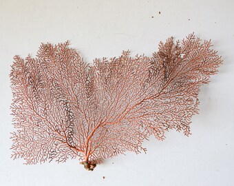 赤錆色のサンゴウミウチワ、サンゴ貝殻コレクション、水槽、海の宝物
