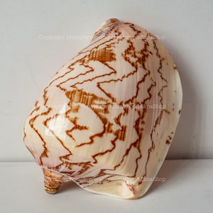 Könnte beinhalten: Eine große, cremefarbene Muschel mit komplizierten braunen Zickzackmustern. Die Muschel hat eine glatte, glänzende Oberfläche und eine abgerundete Form mit einer kleinen, spitzen Spitze. Ein natürliches Dekorationsobjekt.