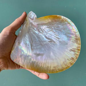 Puede incluir: Una gran concha de perla iridiscente con una superficie lisa y nacarada. La concha tiene una forma natural y orgánica con una base blanca crema y tonos arcoíris brillantes. El borde exterior es de color dorado.