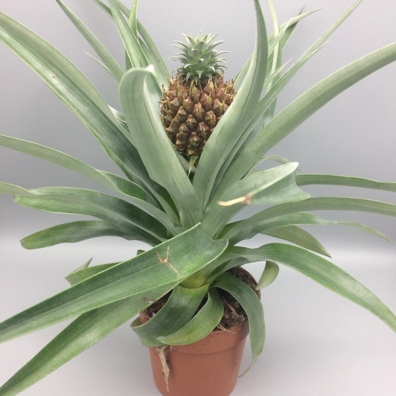 Ananas Pineapple Champaca 14\u00d8 50cm House Plant