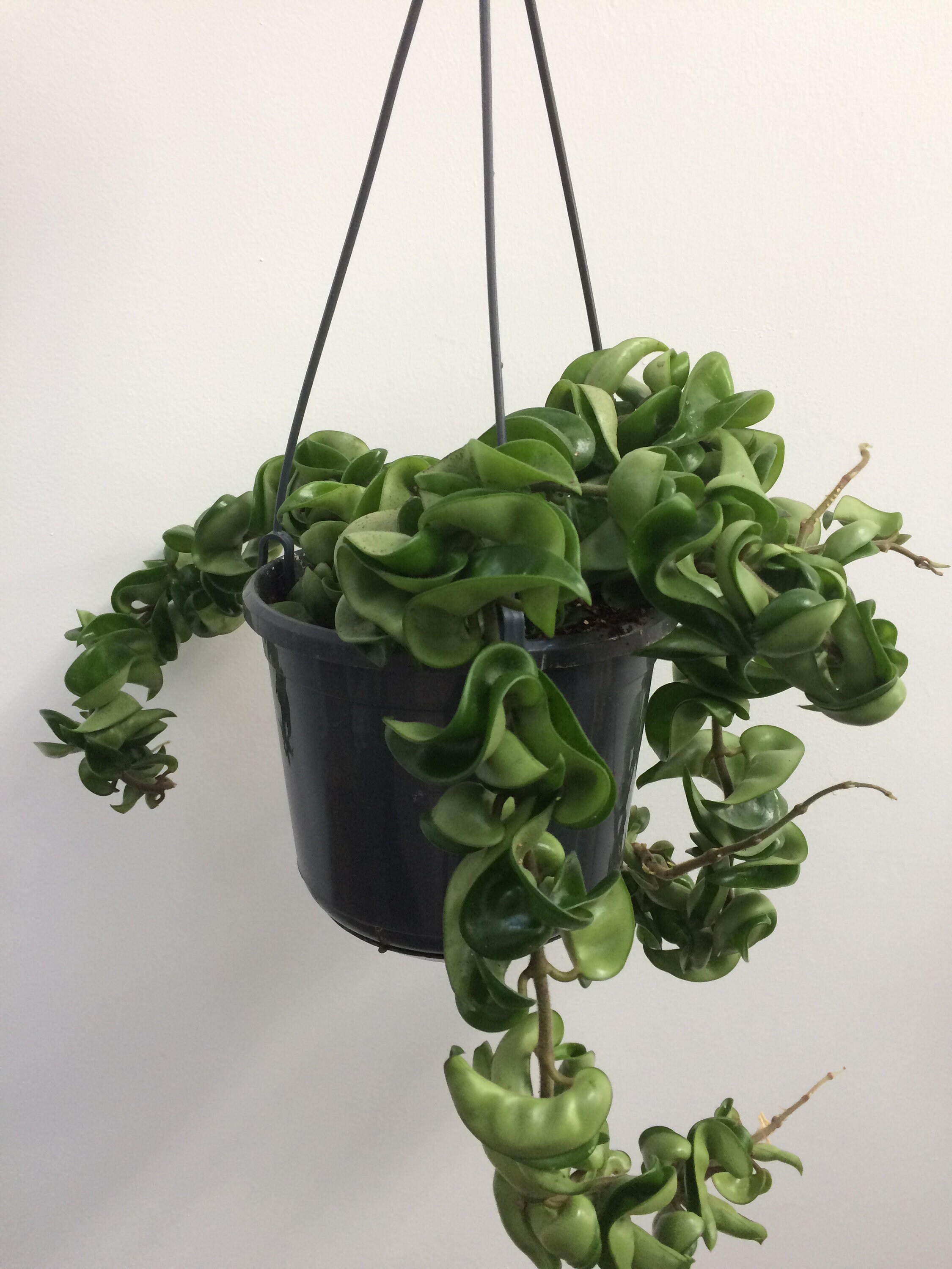 Hoya carnosa Compacta Hindu Rope Wax House Plant 15cm hanging Etsy