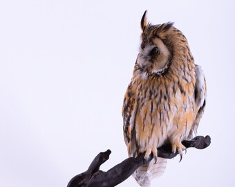 stuffed owl for sale
