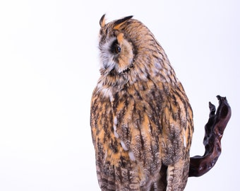 stuffed owls for sale