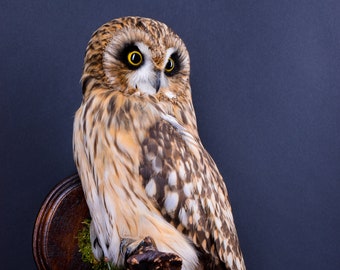 stuffed owl for sale