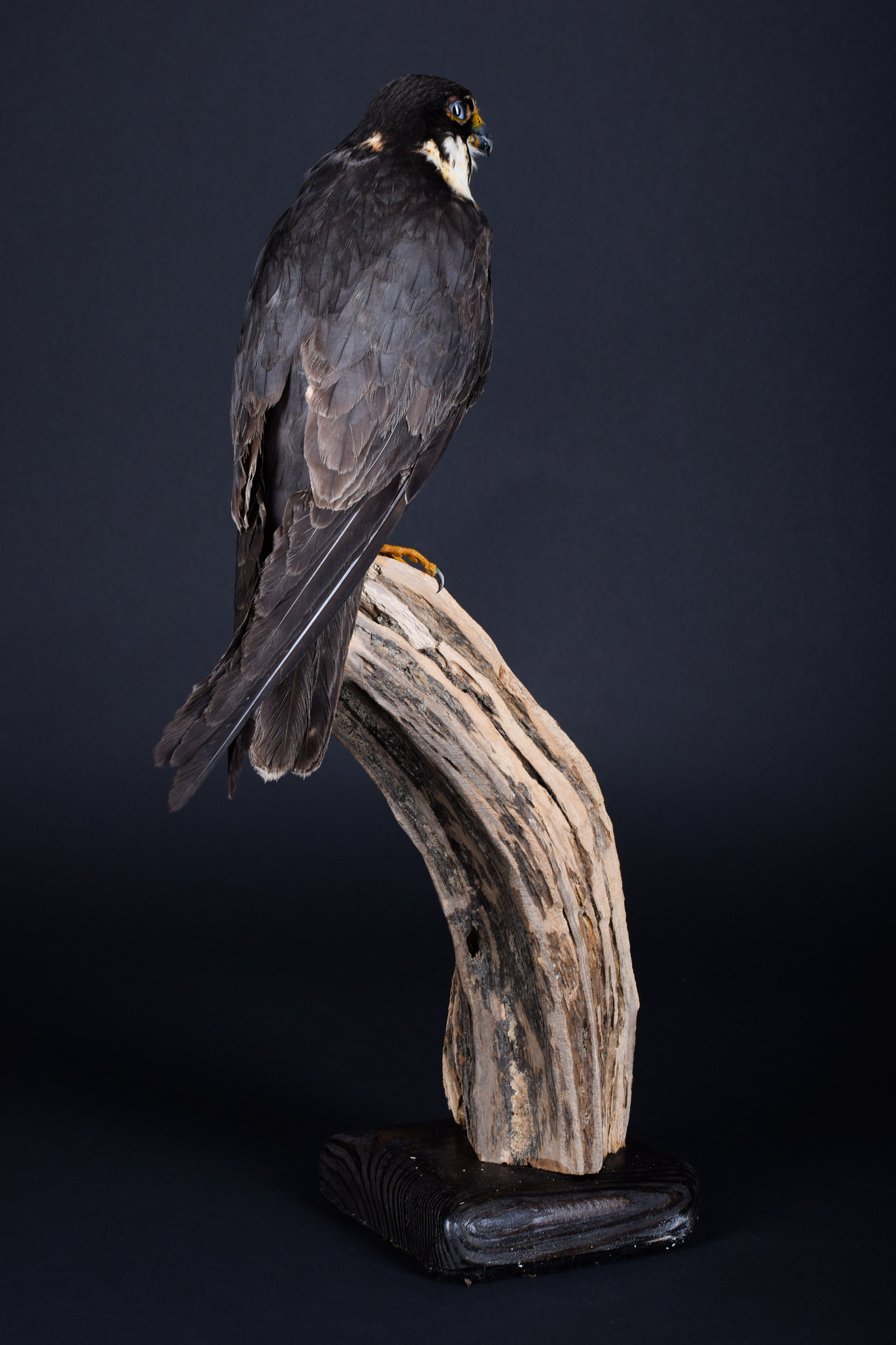 Taxidermy Eurasian hobby Bird of prey Stuffed animal Mount Etsy