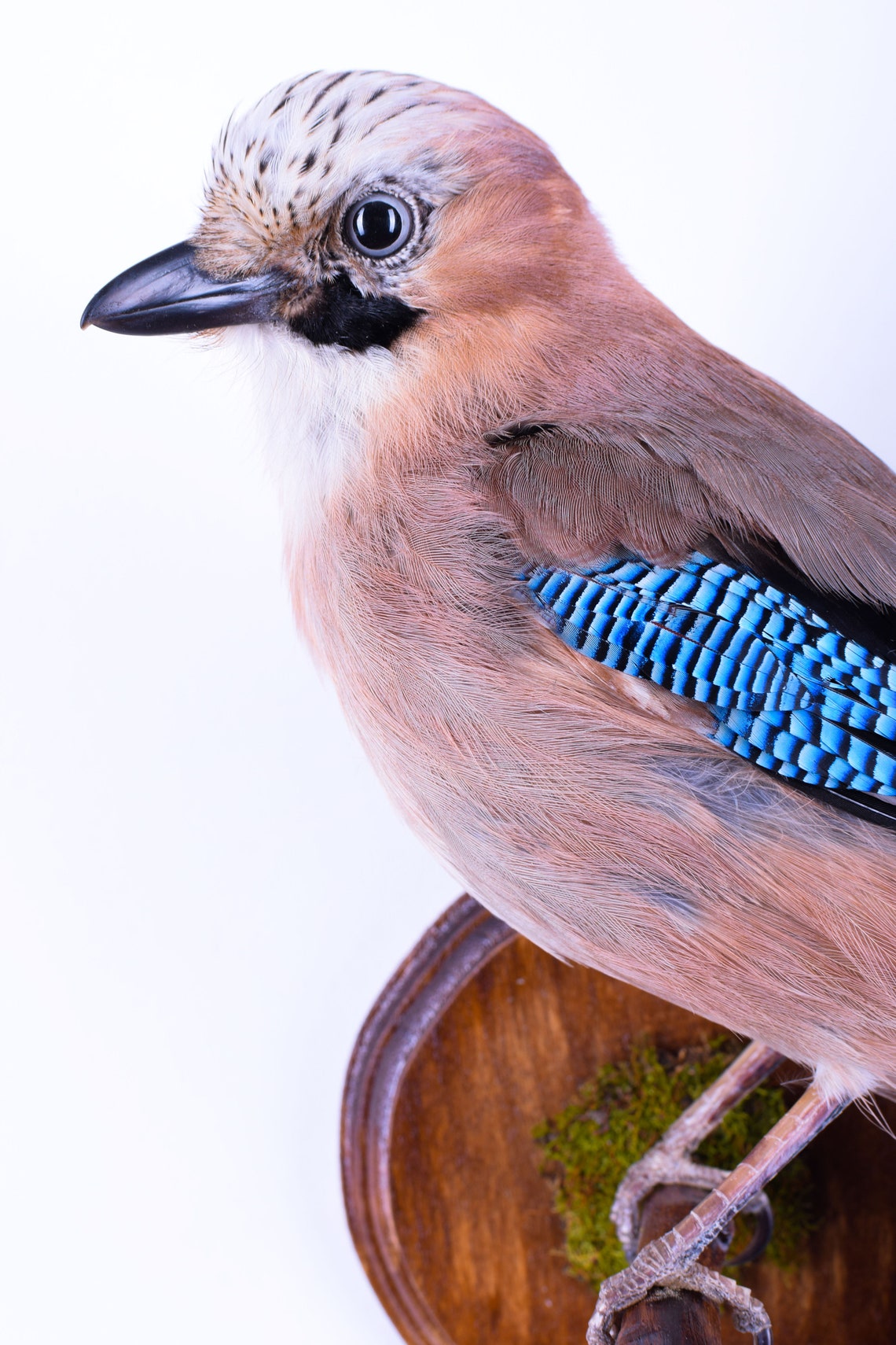 Taxidermy Jay Bird Real Stuffed Mount Animal Garrulus Etsy