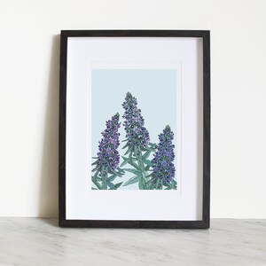 Echium Art Print . Botanical Art Print . Floral Art Print . Botanical Illustration . A4 and A3 Art Print . Californian Flora image 2