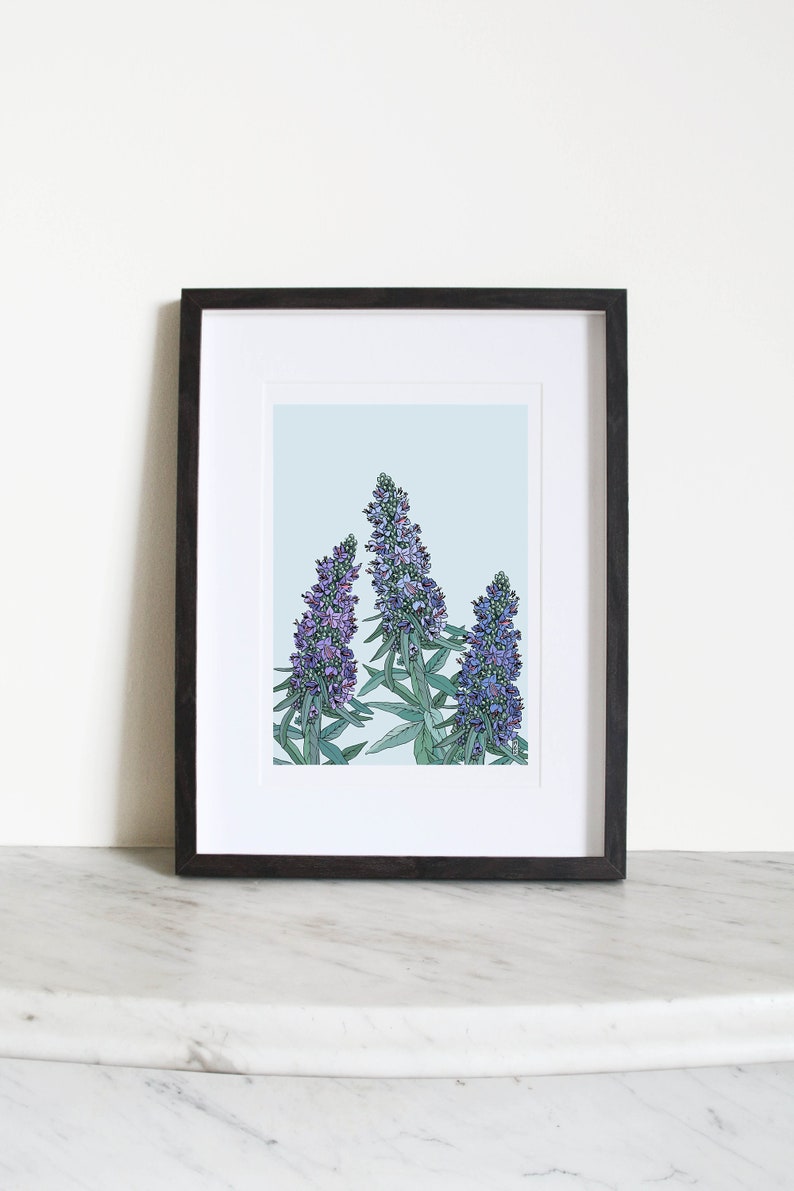 Echium Art Print . Botanical Art Print . Floral Art Print . Botanical Illustration . A4 and A3 Art Print . Californian Flora image 2