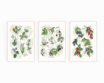 Set Of 3 Foraging Prints. A4 Prints. Minimalist Print Set. Spring Foraging. Summer Foraging. Autumn Foraging. Wild Food. Seasonal Food