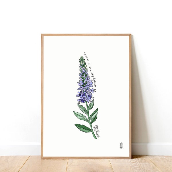 Spiked Speedwell. Veronica spicata. Botanical Art Print .  Illustration . A4 Art Print . Botanical.