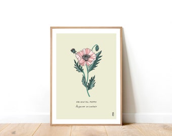 Oriental Poppy Art Print. A4 Art Print.  Botanical Art Print. Floral Art Print. Poppy