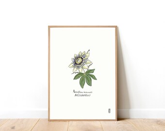 Passionflower. Passiflora incarnate. Giclée Art Print . Botanical Art Print . Herb Art Print . Illustration.  Botanical. Home Decor