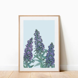 Echium Art Print . Botanical Art Print . Floral Art Print . Botanical Illustration . A4 and A3 Art Print . Californian Flora image 1