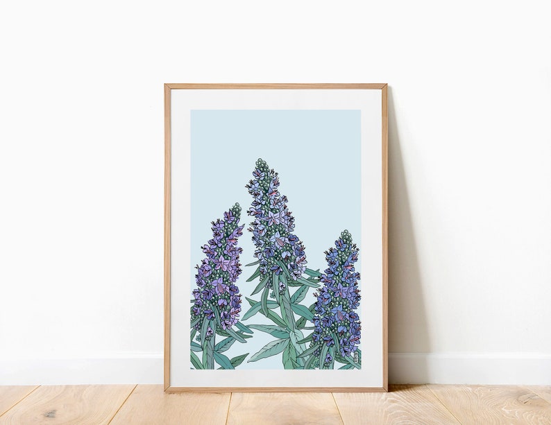 Echium Art Print . Botanical Art Print . Floral Art Print . Botanical Illustration . A4 and A3 Art Print . Californian Flora image 1