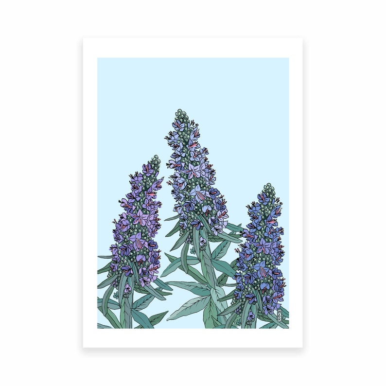 Echium Art Print . Botanical Art Print . Floral Art Print . Botanical Illustration . A4 and A3 Art Print . Californian Flora image 3