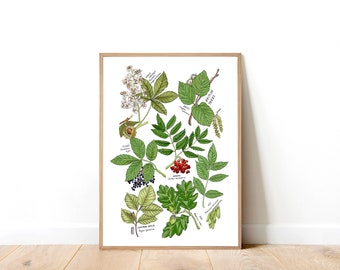 British Trees Art Print. Bristol. Oak . Elder. Ash. Botanical Art Print . Illustration . A4 Art Print . Botanical