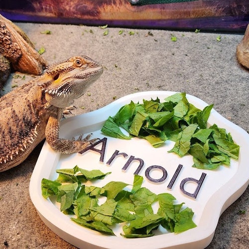 bearded dragon food dish