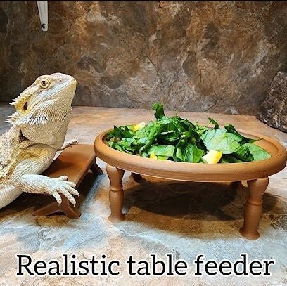 bearded dragon food dish